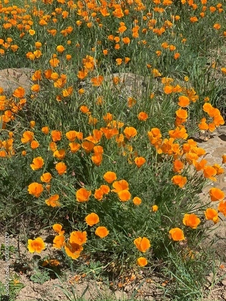 Obraz orange flowers on grass