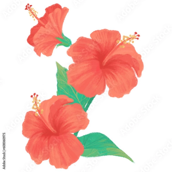 Obraz hibiscus flower