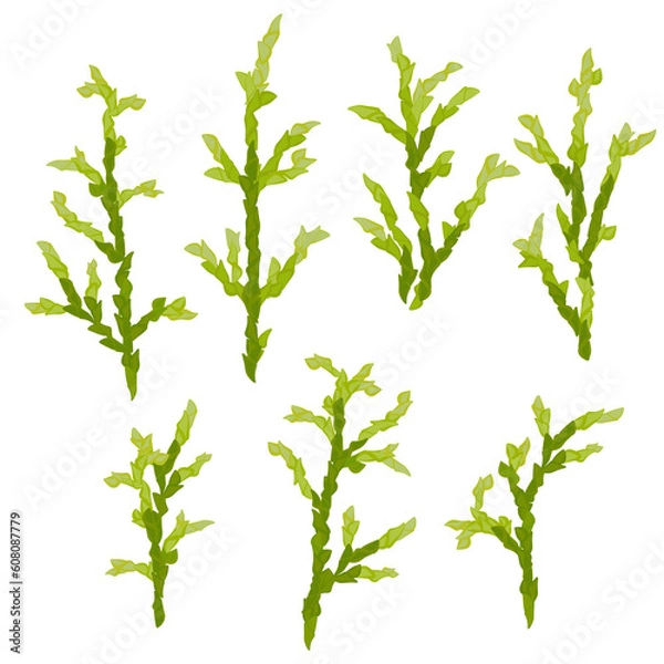 Fototapeta Bright branches with cypress needles set of twigs