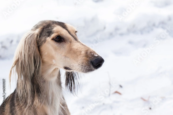 Obraz Grey saluki portrait