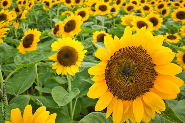 Obraz 長崎県佐世保市にあるハウステンボスの風景