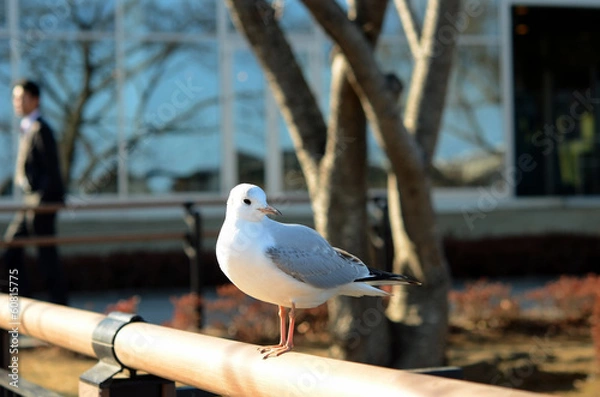 Fototapeta ゆりかもめ