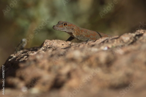 Fototapeta Smiling Gecko