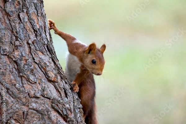 Fototapeta Squirrel on a pine tree in a park in Spain