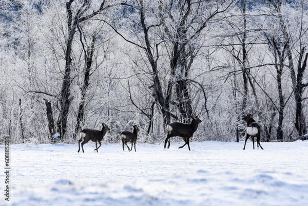 Fototapeta 釧路の山の中、樹氷の凍てつく美しさとエゾシカ