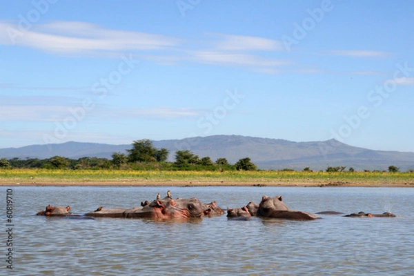 Obraz Hippos w rzece