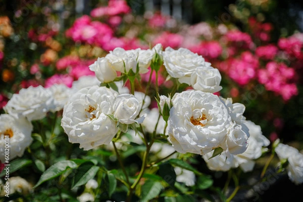 Fototapeta 初夏の陽射しを浴びた鮮かな薔薇の花
