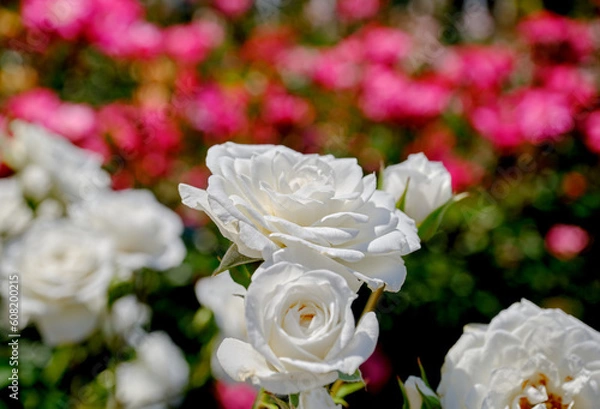 Fototapeta 初夏の陽射しを浴びた鮮かな薔薇の花