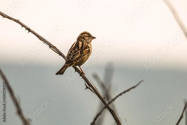 Fototapeta brown little sparrow on a branch of a tree looking others birds while sunrise is happening