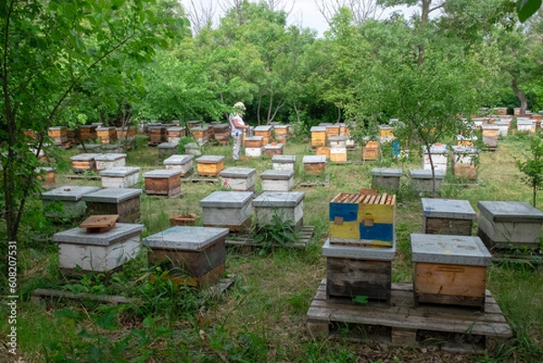 Fototapeta Picturesque forest apiary. Bee points in the forest. Ukraine, Odessa region spring 2023