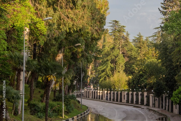 Obraz trees in the park