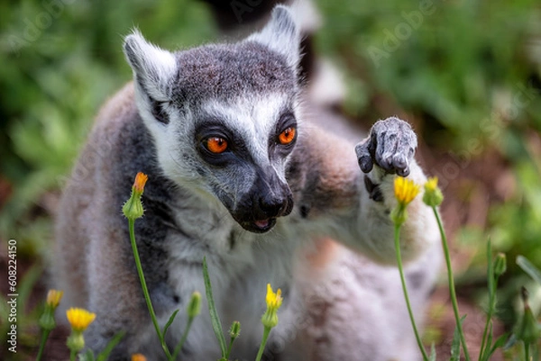 Fototapeta Ring-tailed lemur (Lemur Catta) sitting on a background of green grass and yellow flowers in Safari Ramat Gan, Israel.