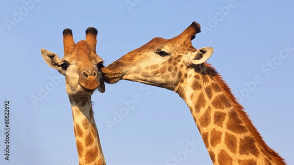 Obraz Całowanie żyraf