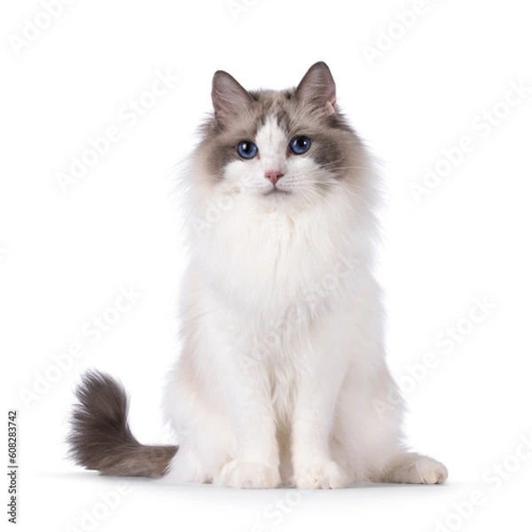 Fototapeta Pretty bicolor Ragdoll cat, sitting up facing front. Looking at camera with dark blue eyes. Isolated on a white background.