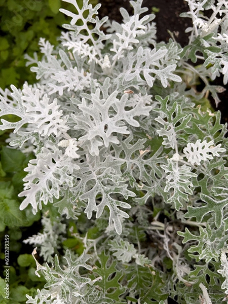 Obraz シルバーリーフ