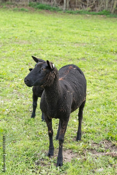 Obraz Schwarzes Mutterschaf am Weidezaum mit Lämmchen versteckt
