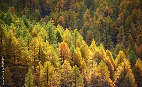 Obraz Larch background - autumn