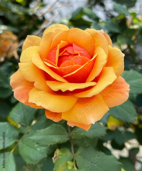 Obraz Australian Gold Rose