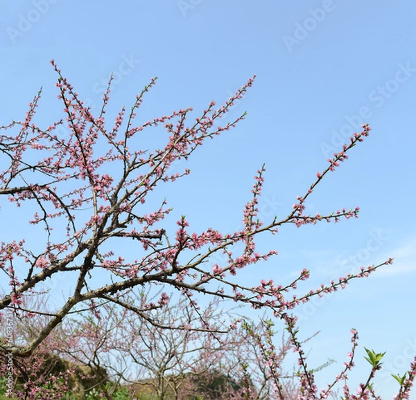 Fototapeta pink blossoms