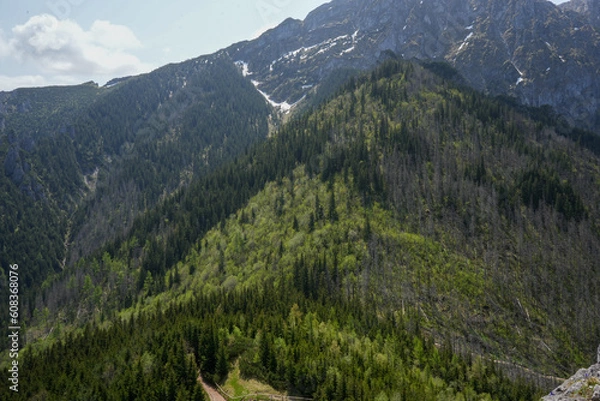 Obraz Wzgórza, tatry góry i drzewa