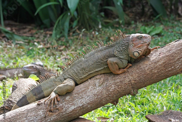 Fototapeta iguana on a tree