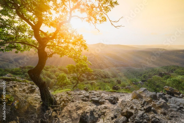 Fototapeta Sunset and tree 