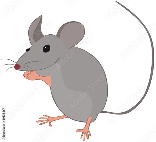 Obraz petite souris grise debout