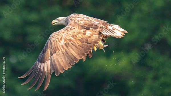 Obraz Sea Eagle catching fish