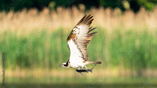 Obraz Osprey catching fish