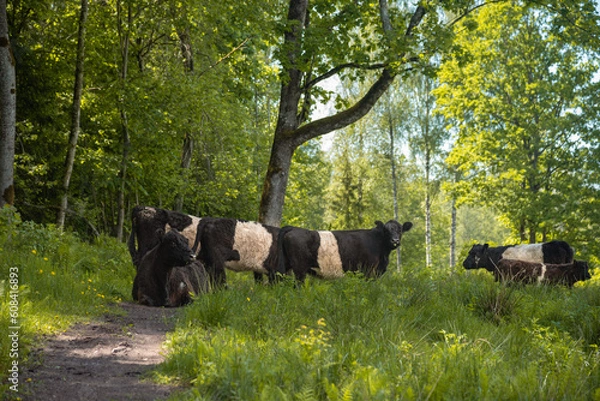 Fototapeta Herd of Galloway cattles with calfs are grazing in Sigulda, Latvia. Cows save ghrasslands from overgrown.