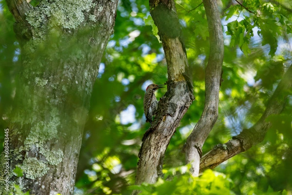 Fototapeta A northern flicker (colaptes auratus) perched on a tree in DelCarte conservation area