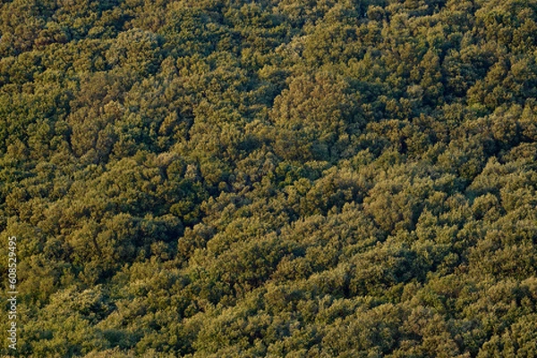 Obraz Trees on a hill as a background or texture