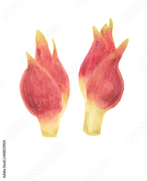 Obraz ミョウガ　水彩