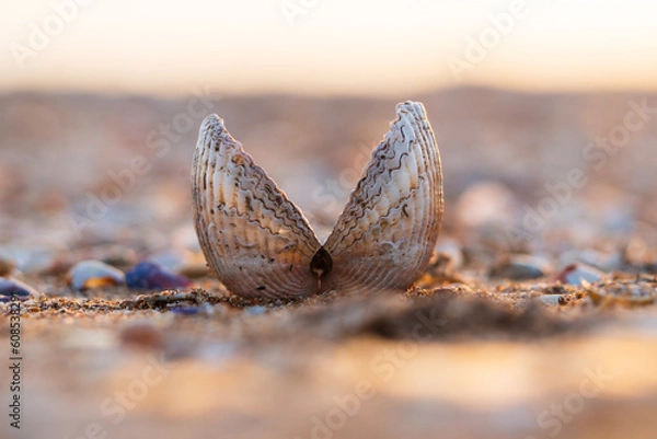 Fototapeta Close-up of an open seashell on the seashell sand on the beach. One empty double-leaf shell on the beach by the sea