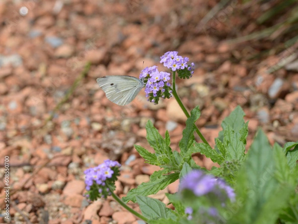 Obraz モンシロチョウ