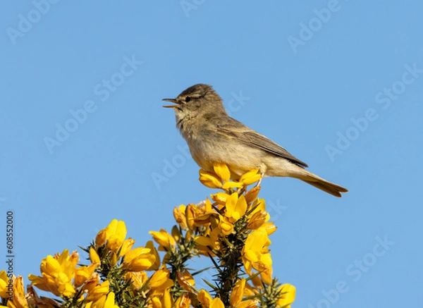 Fototapeta Beautiful chiffchaff warbler bird perched on top of bright yellow gorse flowers with bright blue background