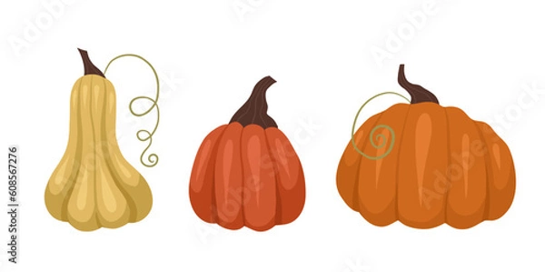Fototapeta Vector set of various pumpkins isolated from the background. Autumn harvest collection. Orange vegetables from the garden