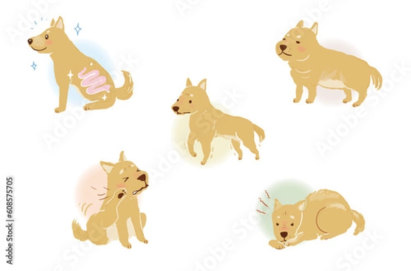 Fototapeta 犬の健康、不健康、ペットの不調あれこれ