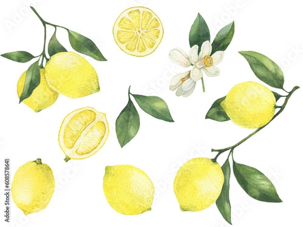 Fototapeta Lemon branch with leaves, lemon slices hand drawn watercolor illustration. Isolated on white. Set of lemons, leaves and flowers.