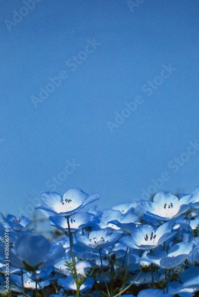 Fototapeta blue flower background