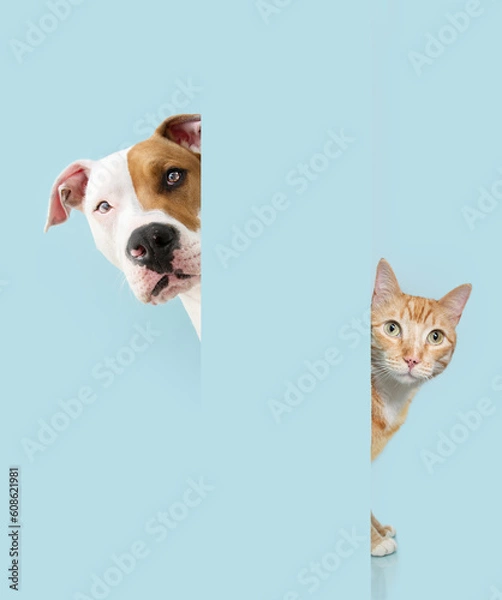 Obraz Portrait peeking pets. Hide ginger orange cat and dog behind a blue pastel wall.