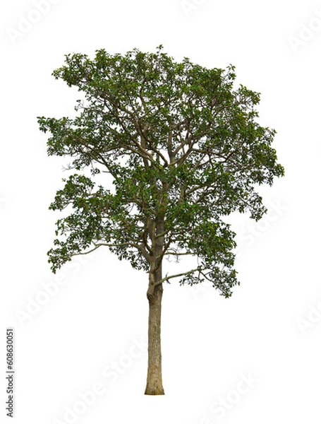 Obraz tree on transparent background