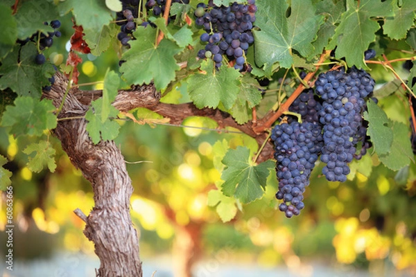 Obraz Red wine grapes on old grape vine