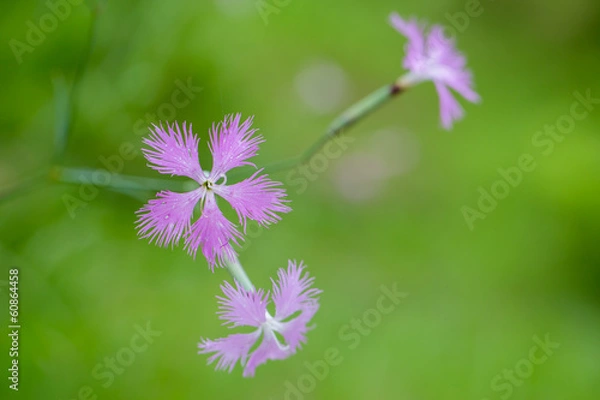 Obraz カワラナデシコ