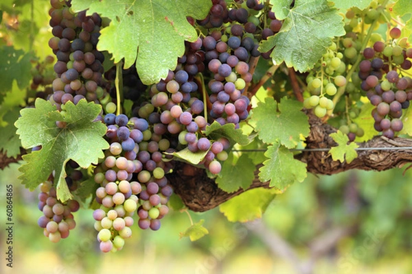 Obraz Colorful red wine grapes on vine in vineyard