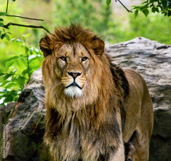 Obraz Male lion