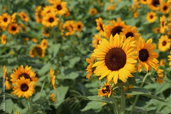 Obraz 満開のひまわり畑