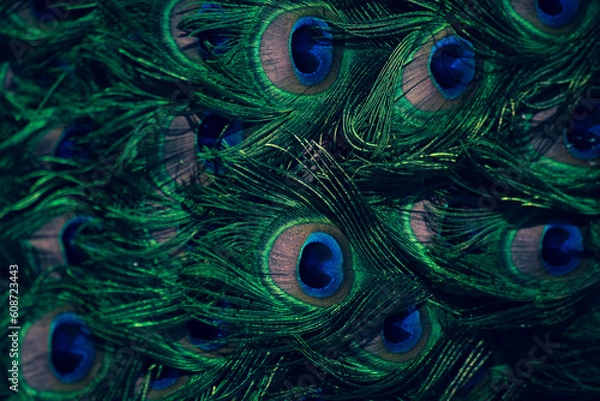 Fototapeta peacock tail. texture. beautiful pattern