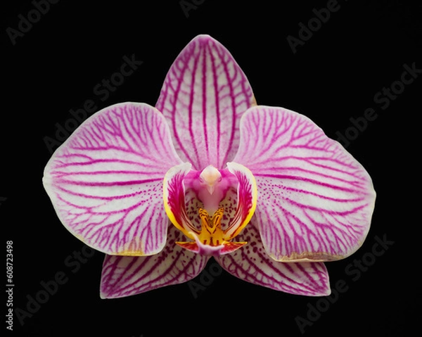Obraz Pink Orchid
