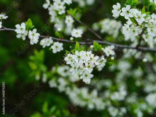 Fototapeta A close-up shot of blackthorn tree (Prunus spinosa) in bloom with white flowers.
